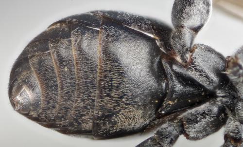 Tachysphex sp.